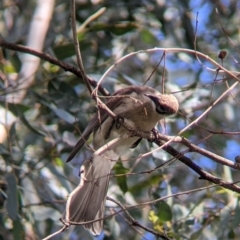 Philemon citreogularis at Splitters Creek, NSW - 1 Oct 2021 03:56 PM