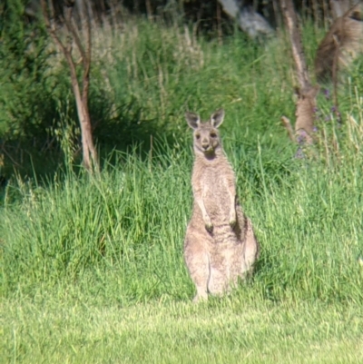 Macropus giganteus (Eastern Grey Kangaroo) at Albury - 1 Oct 2021 by Darcy