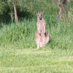 Macropus giganteus at Splitters Creek, NSW - 1 Oct 2021 03:59 PM