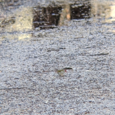 Neochmia temporalis (Red-browed Finch) at Albury - 1 Oct 2021 by Darcy