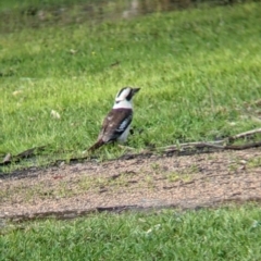 Dacelo novaeguineae (Laughing Kookaburra) at Albury - 1 Oct 2021 by Darcy