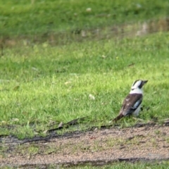 Dacelo novaeguineae at Splitters Creek, NSW - 1 Oct 2021