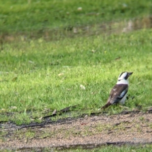 Dacelo novaeguineae at Splitters Creek, NSW - 1 Oct 2021