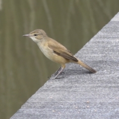 Acrocephalus australis (Australian Reed-Warbler) at Belconnen, ACT - 1 Oct 2021 by AlisonMilton