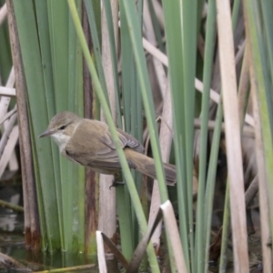 Acrocephalus australis at Belconnen, ACT - 1 Oct 2021