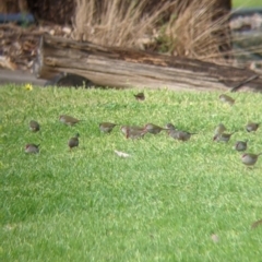 Neochmia temporalis (Red-browed Finch) at Albury - 1 Oct 2021 by Darcy