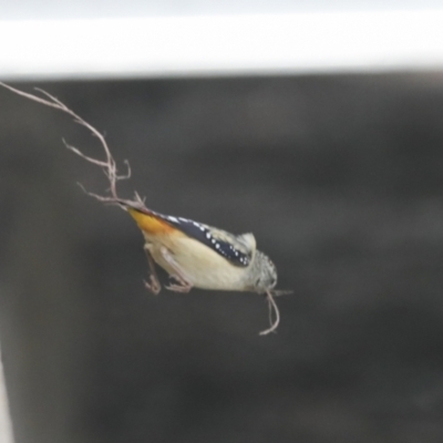 Pardalotus punctatus (Spotted Pardalote) at Belconnen, ACT - 1 Oct 2021 by AlisonMilton