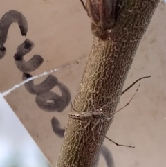 Tetragnatha demissa (Crouching Long-jawed Spider) at Murrumbateman, NSW - 28 Sep 2021 by SimoneC