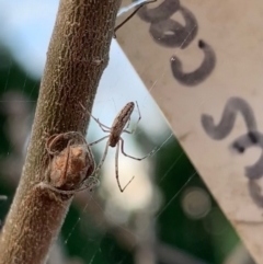 Tetragnatha demissa at Murrumbateman, NSW - 28 Sep 2021 05:11 PM