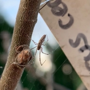 Tetragnatha demissa at Murrumbateman, NSW - 28 Sep 2021