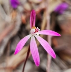 Caladenia fuscata (Dusky Fingers) at Coree, ACT - 1 Oct 2021 by RobG1