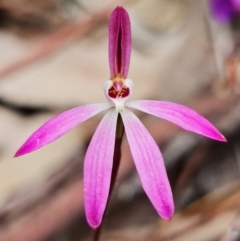 Caladenia fuscata at Coree, ACT - suppressed