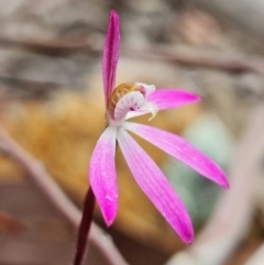 Caladenia fuscata at Coree, ACT - suppressed