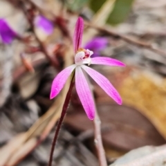 Caladenia fuscata at Coree, ACT - suppressed