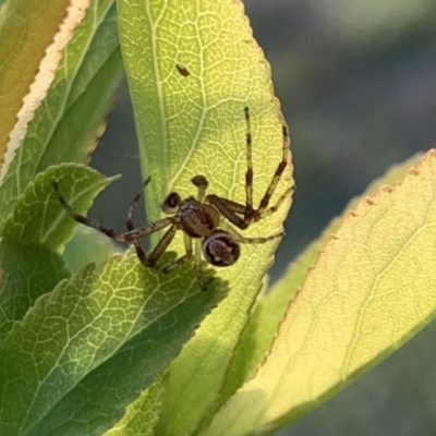 Stiphidiidae (family) (Platform or Sheetweb spider) at Murrumbateman, NSW - 28 Sep 2021 by SimoneC
