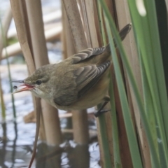 Acrocephalus australis (Australian Reed-Warbler) at Lake Ginninderra - 1 Oct 2021 by AlisonMilton