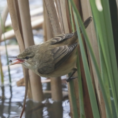 Acrocephalus australis (Australian Reed-Warbler) at Belconnen, ACT - 1 Oct 2021 by AlisonMilton