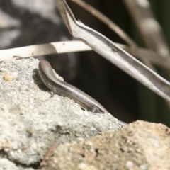 Lampropholis delicata (Delicate Skink) at Belconnen, ACT - 1 Oct 2021 by AlisonMilton