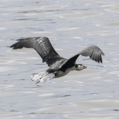 Microcarbo melanoleucos (Little Pied Cormorant) at Lake Ginninderra - 1 Oct 2021 by AlisonMilton