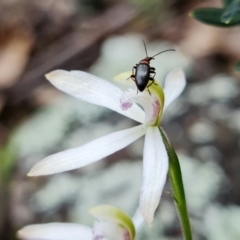 Caladenia ustulata (Brown Caps) at Coree, ACT - 1 Oct 2021 by RobG1