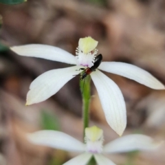 Caladenia ustulata at Coree, ACT - 1 Oct 2021