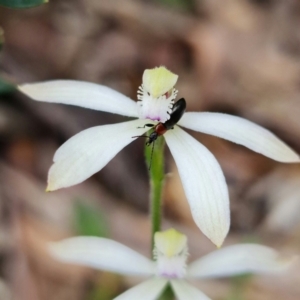 Caladenia ustulata at Coree, ACT - 1 Oct 2021