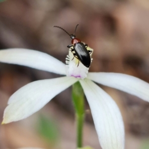 Caladenia ustulata at Coree, ACT - 1 Oct 2021