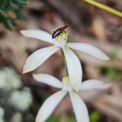 Caladenia ustulata at Coree, ACT - 1 Oct 2021