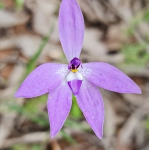 Glossodia major at Coree, ACT - 1 Oct 2021