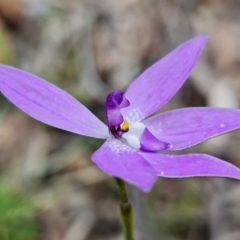 Glossodia major at Coree, ACT - 1 Oct 2021