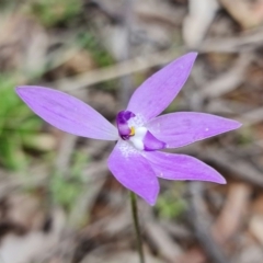 Glossodia major at Coree, ACT - 1 Oct 2021