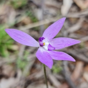 Glossodia major at Coree, ACT - 1 Oct 2021