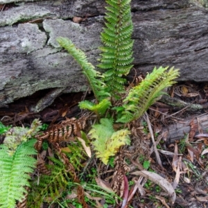 Polystichum proliferum at Jingera, NSW - 24 May 2021 10:51 AM