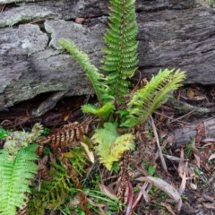 Polystichum proliferum (Mother shield fern) at Tallaganda National Park - 24 May 2021 by rossleetabak