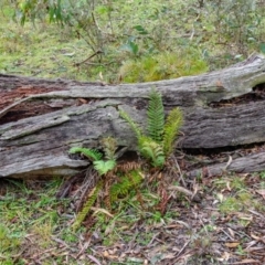 Polystichum proliferum at Jingera, NSW - 24 May 2021