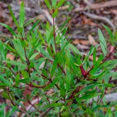 Tasmannia lanceolata (Mountain Pepper) at Jingera, NSW - 24 May 2021 by rossleetabak
