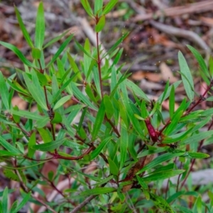 Tasmannia lanceolata at Jingera, NSW - 24 May 2021 11:01 AM