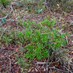 Tasmannia lanceolata at Jingera, NSW - 24 May 2021