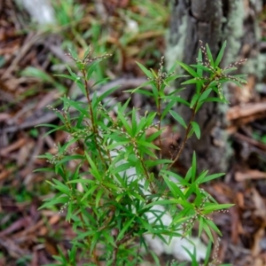 Leucopogon affinis at Jingera, NSW - 24 May 2021 11:05 AM