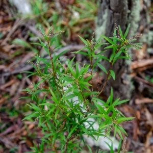 Leucopogon affinis at Jingera, NSW - 24 May 2021