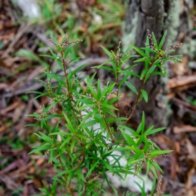 Leucopogon affinis (Lance Beard-heath) at Jingera, NSW - 24 May 2021 by rossleetabak
