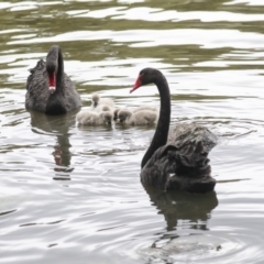 Cygnus atratus (Black Swan) at Lake Ginninderra - 1 Oct 2021 by AlisonMilton