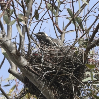 Gymnorhina tibicen (Australian Magpie) at Hawker, ACT - 27 Sep 2021 by AlisonMilton