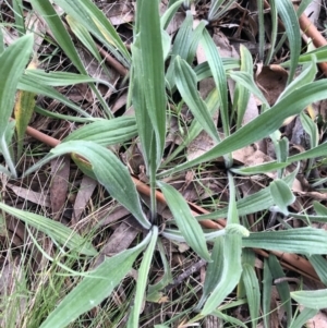 Plantago varia at Belconnen, ACT - 1 Oct 2021