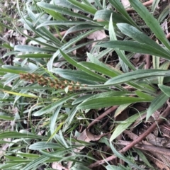 Plantago varia at Belconnen, ACT - 1 Oct 2021