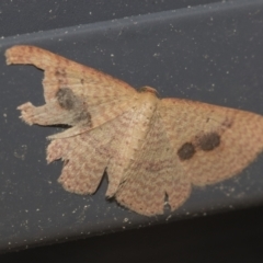 Epicyme rubropunctaria (Red-spotted Delicate) at Higgins, ACT - 29 Sep 2021 by AlisonMilton