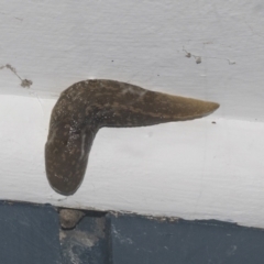 Limacus flavus (Yellow Cellar Slug) at Higgins, ACT - 29 Sep 2021 by AlisonMilton