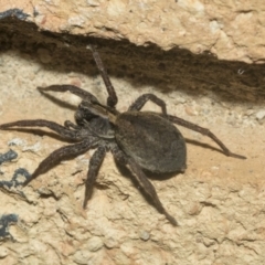 Portacosa cinerea (Grey wolf spider) at Higgins, ACT - 29 Sep 2021 by AlisonMilton