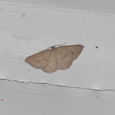 Epicyme rubropunctaria (Red-spotted Delicate) at Higgins, ACT - 28 Sep 2021 by AlisonMilton