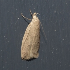 Chezala privatella (A Concealer moth) at Higgins, ACT - 30 Sep 2021 by AlisonMilton